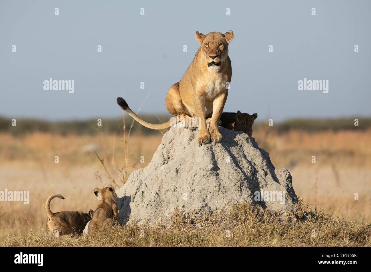 Female lioness sitting on a termite mound with her small cubs trying to climb it in morning sunlight in Savuti Reserve in Botswana Stock Photo