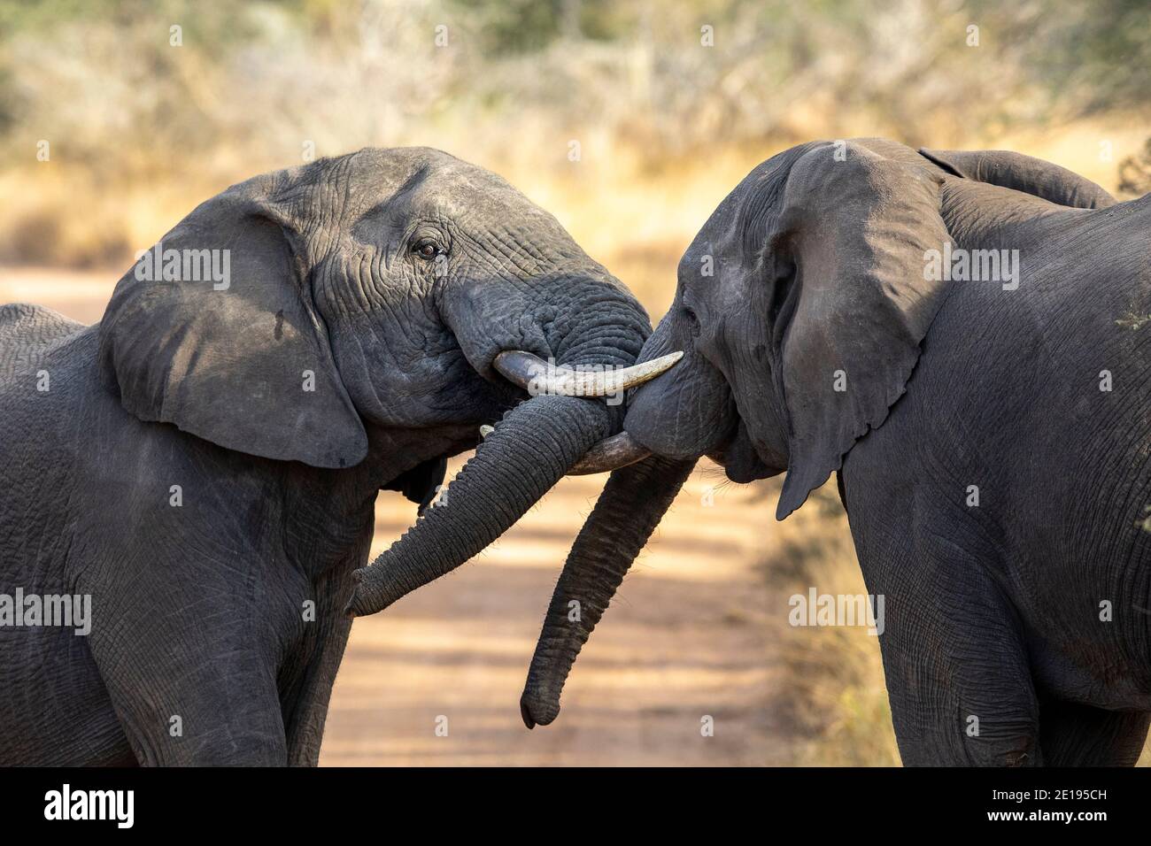 Two adult elephants play fighting in early morning sunlight in Kruger National Park in South Africa Stock Photo