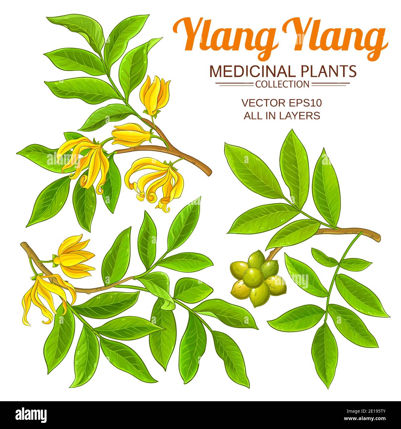 Ylang ylang tree hires stock photography and images Alamy