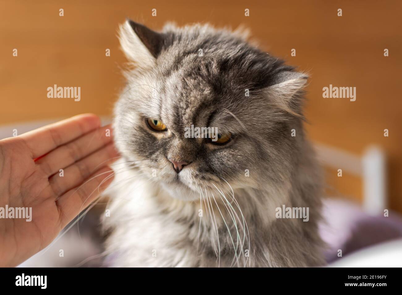 A disgruntled cat who has misbehaved, and his mistress scolds him. An angry expression on the cat's face. Close-up portrait of a fluffy grey Scottish Stock Photo