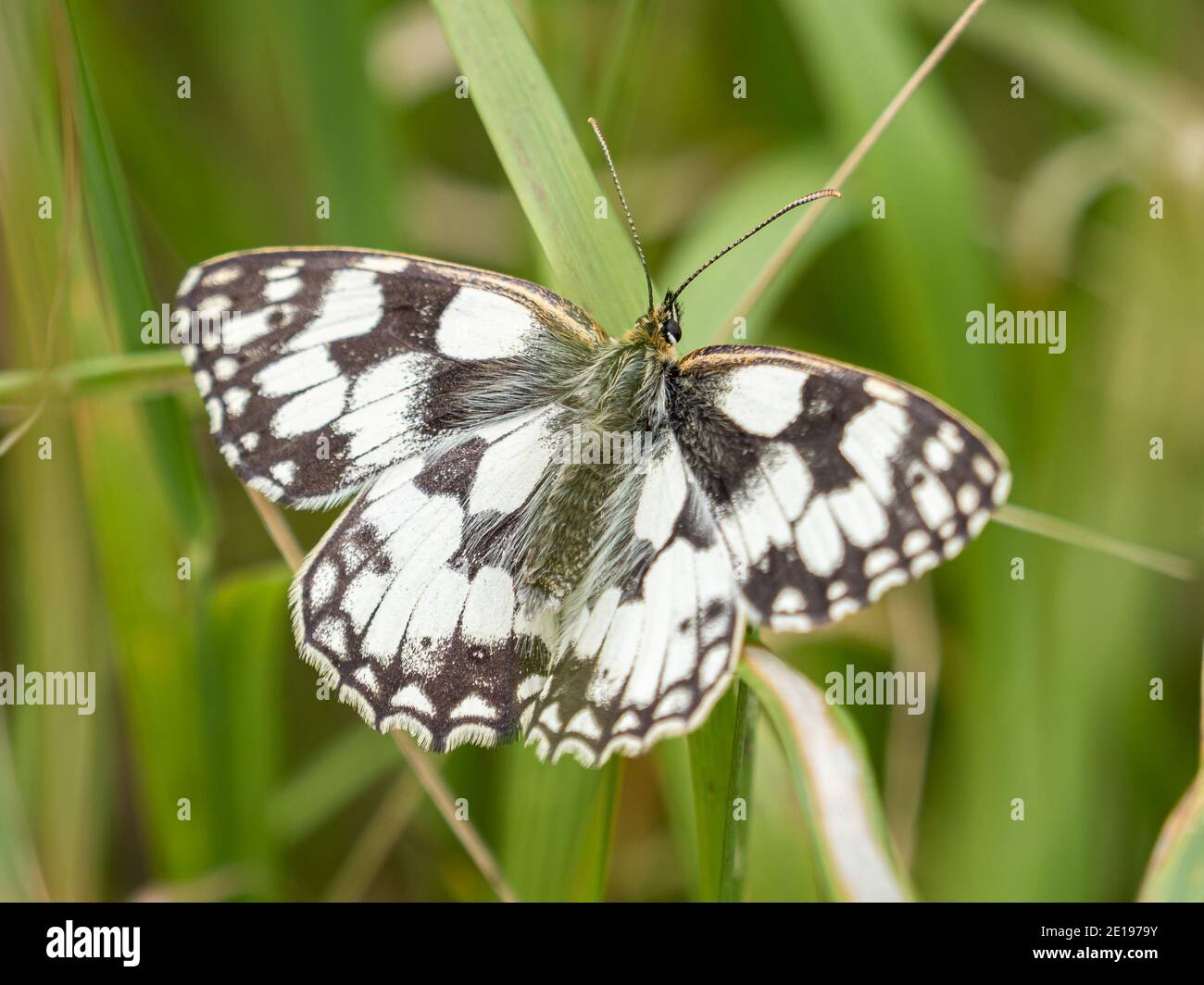 A marbled white butterfly (Melanargia galathea) in the Beddington Farmlands nature reserve in Sutton, London. Stock Photo