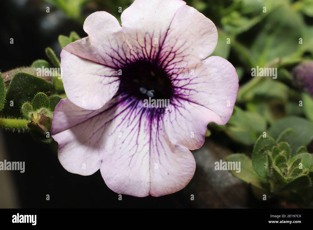 close up of a blooming petunia flower Stock Photo