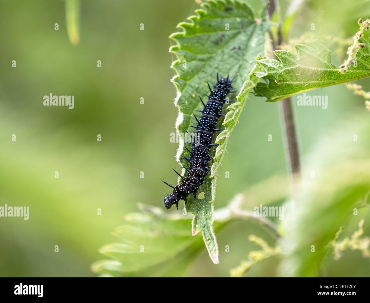 A peacock caterpillar (Inachis io) on a nettle leaf in the Beddington Farmlands nature reserve in Sutton, London. Stock Photo