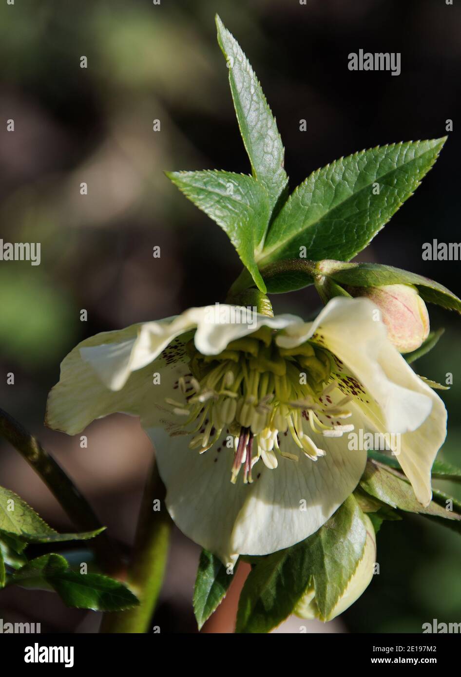 A hybrid hellebore, cream with carmine spots; Stock Photo