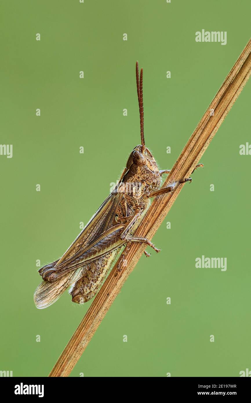 Common field grasshopper resting on a dry stalk of grass. Isolated on light green background. Side view, closeup. Genus species Chorthippus brunneus. Stock Photo
