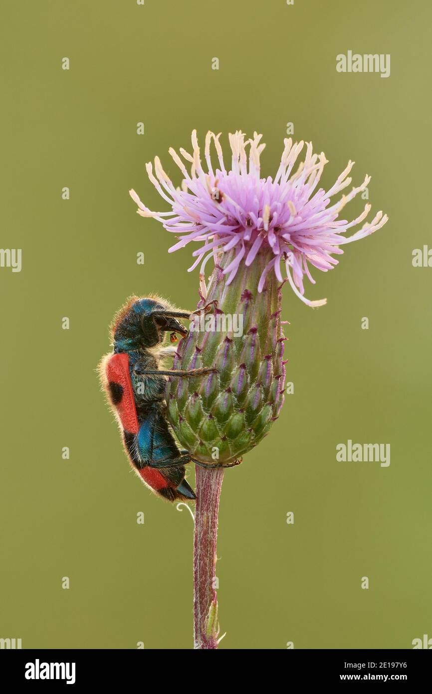 Bee Eating Beetle sitting motionless on a thistle flower at dusk, closeup. Side view. Blurred green background. Genus species Trichodes apiarius. Stock Photo
