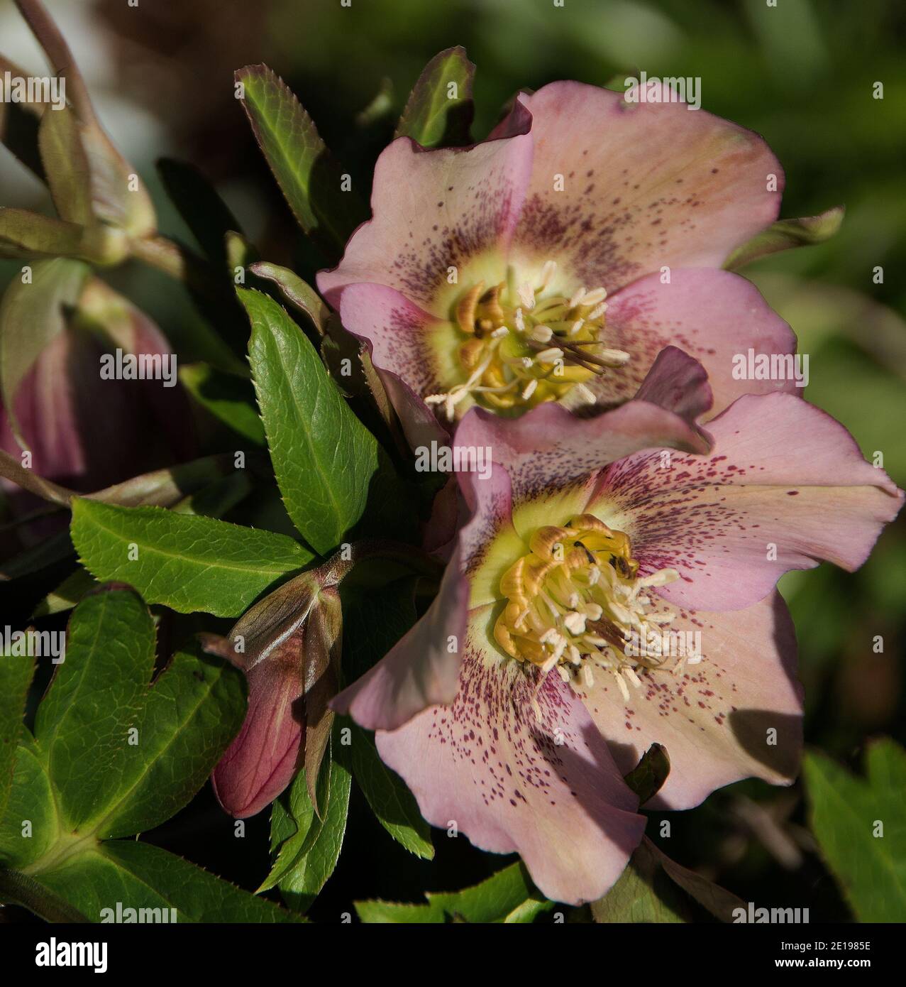 A hybrid hellebore, pink with carmine spots makes a feature in the winter garden Stock Photo