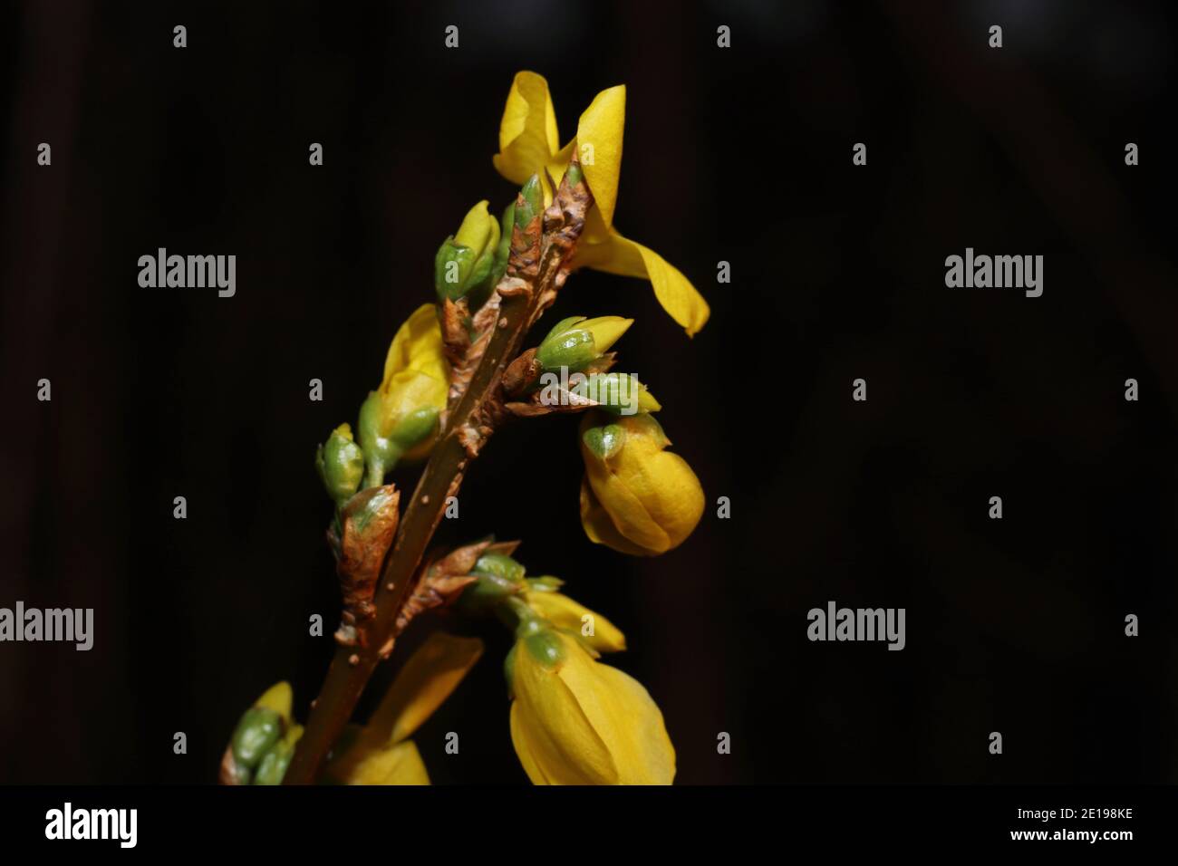 close up of blooming twigs of a forsythia Stock Photo