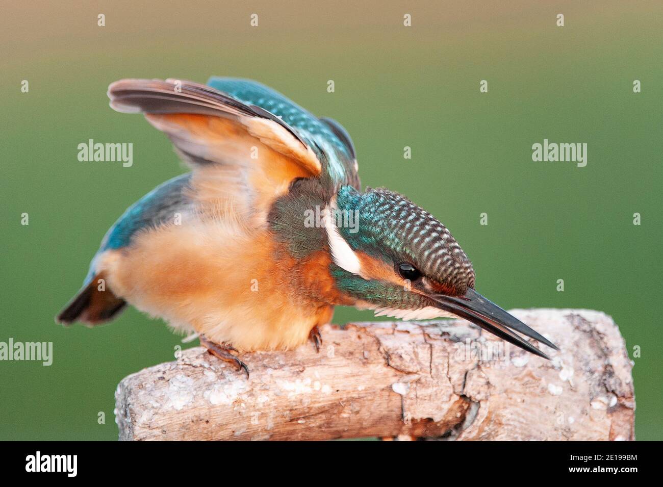 Common Kingfisher (Alcedo atthis) sits on a stick on a beautiful background with its wings spread. Close up. Stock Photo