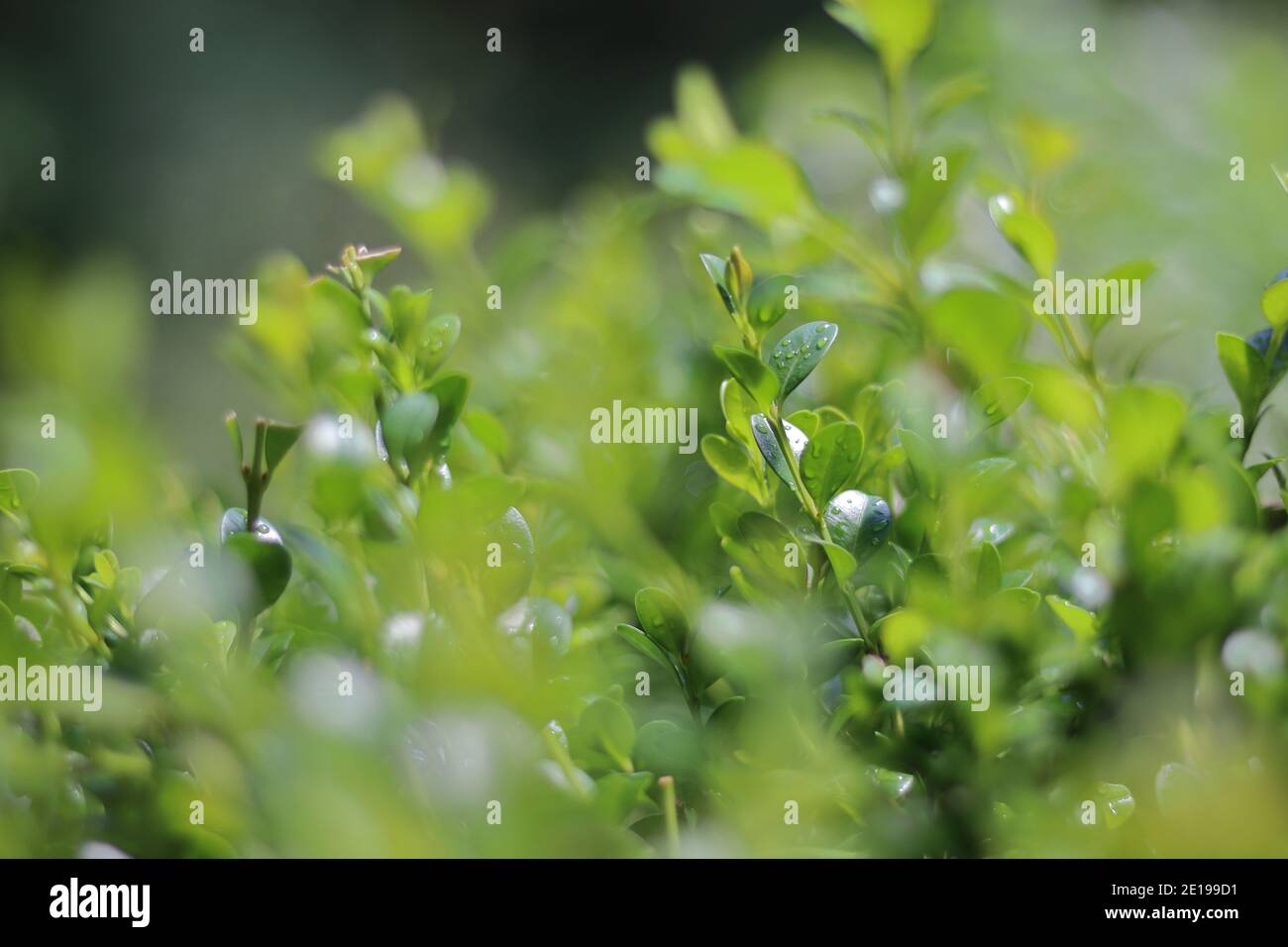 close up with a selective focus of a boxtree Stock Photo