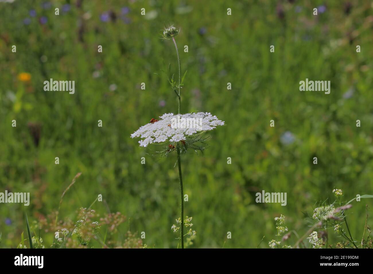 isolated blooming wild carrot flower Stock Photo