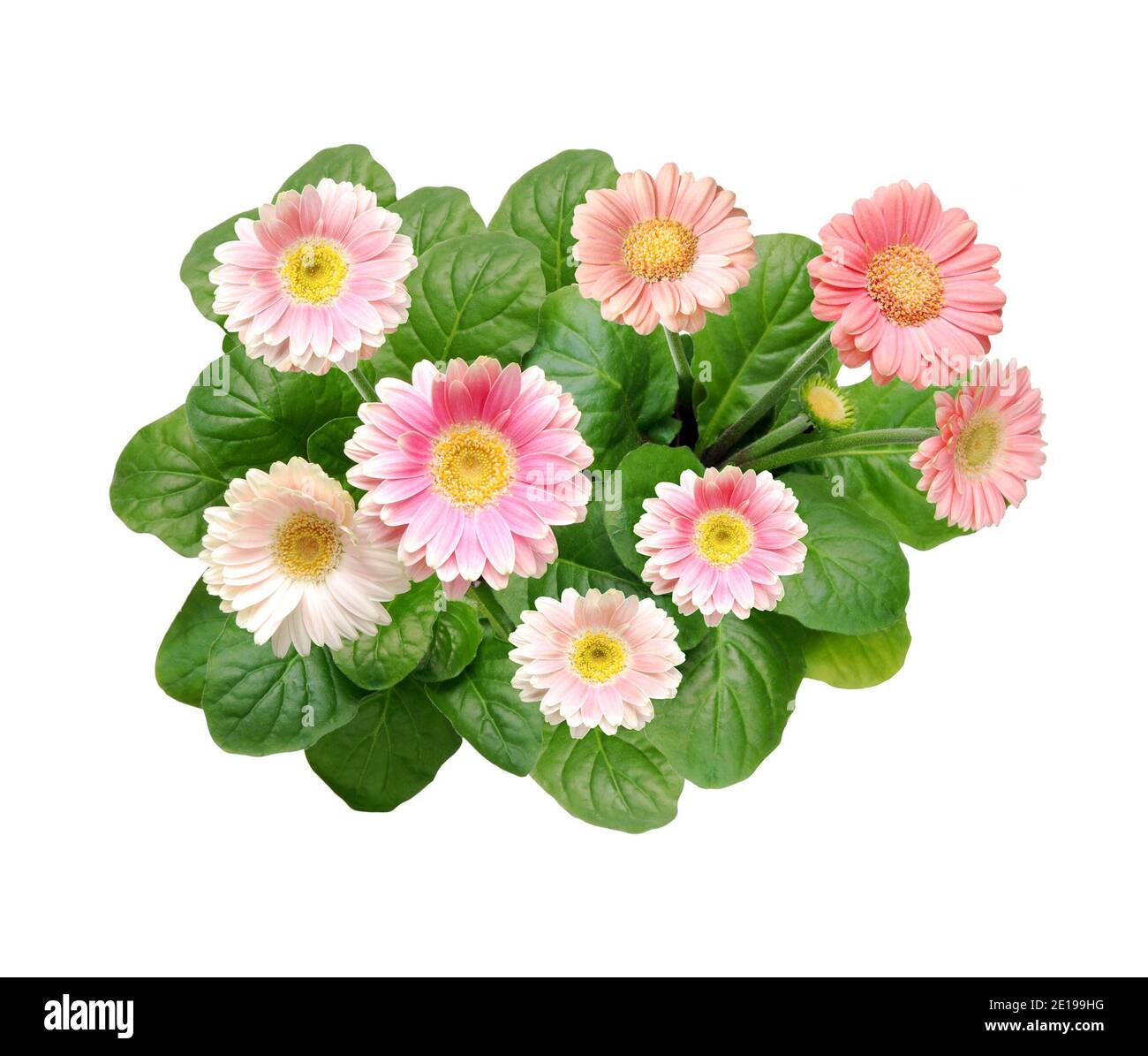 Pink gerbera flowers with leaves, isolated on white background , bird´s eye view Stock Photo