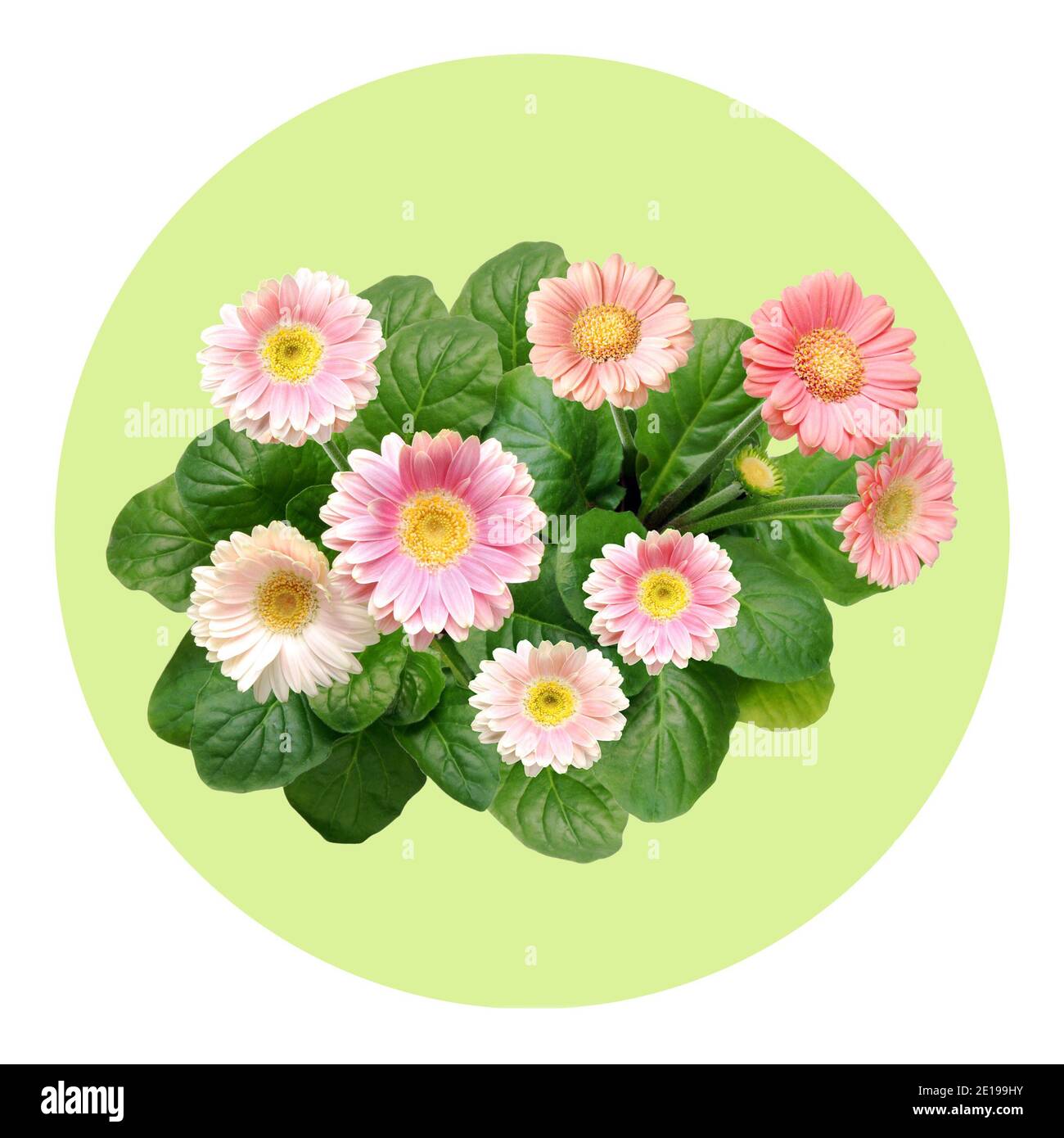 Pink gerbera flowers with leaves on light green background in circle design, bird´s eye view Stock Photo