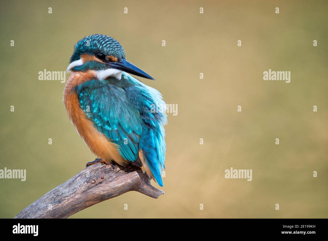 Common Kingfisher (Alcedo atthis) sitting on a stick. Stock Photo