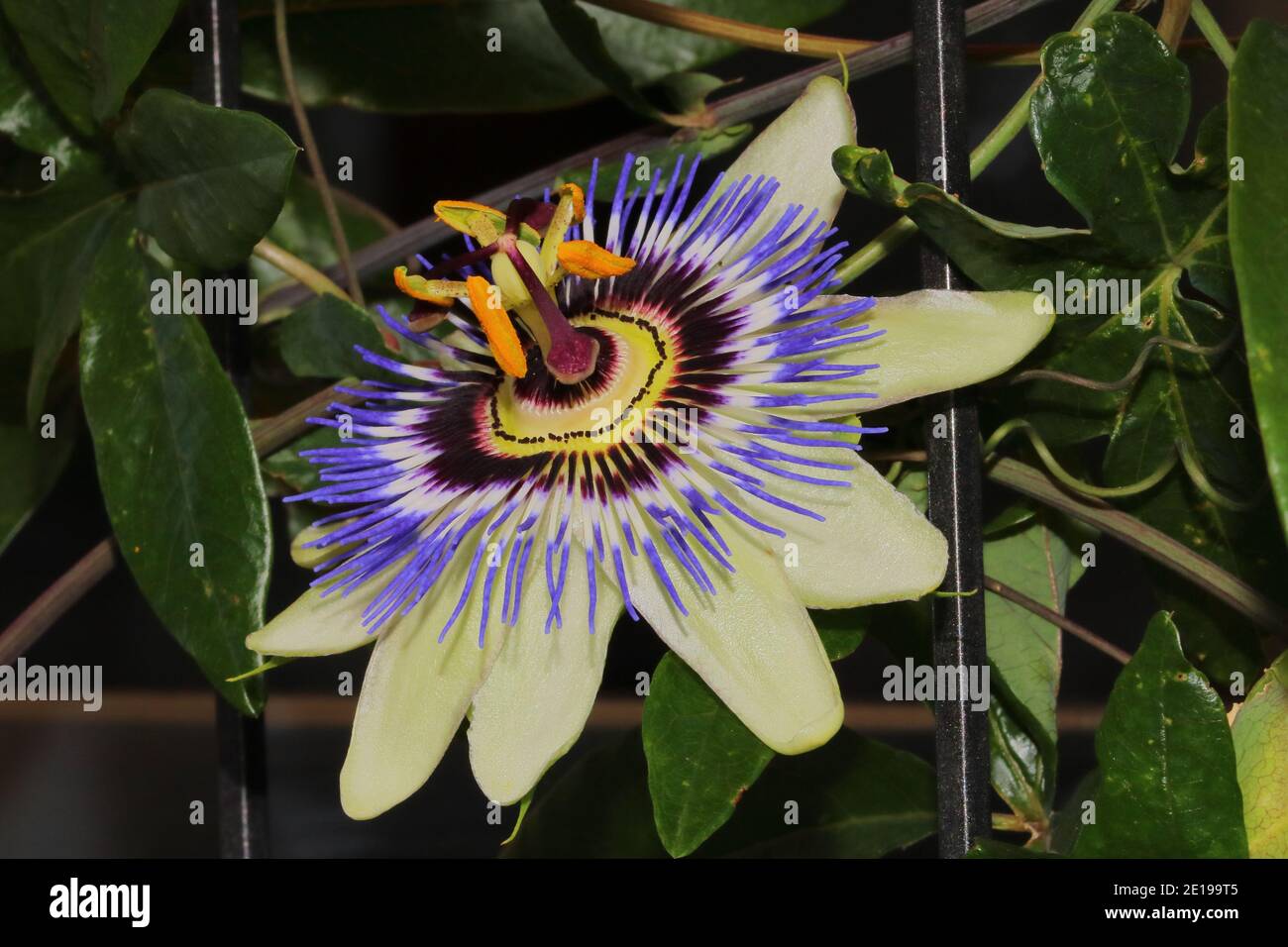 close up of a blooming passion flower Stock Photo