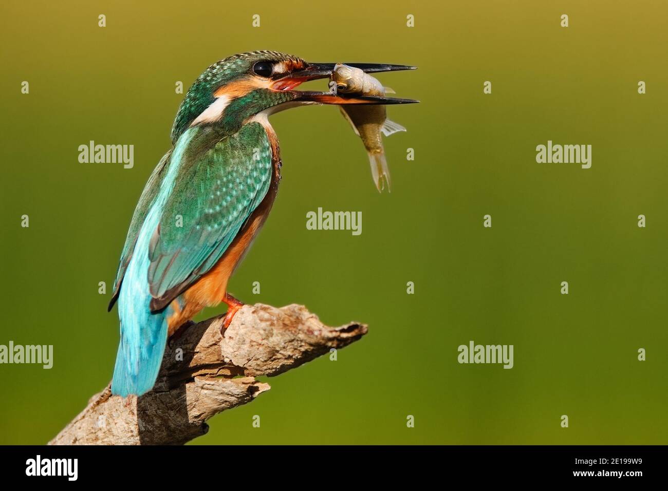Common Kingfisher (Alcedo atthis) with a big fish in its beak. Stock Photo