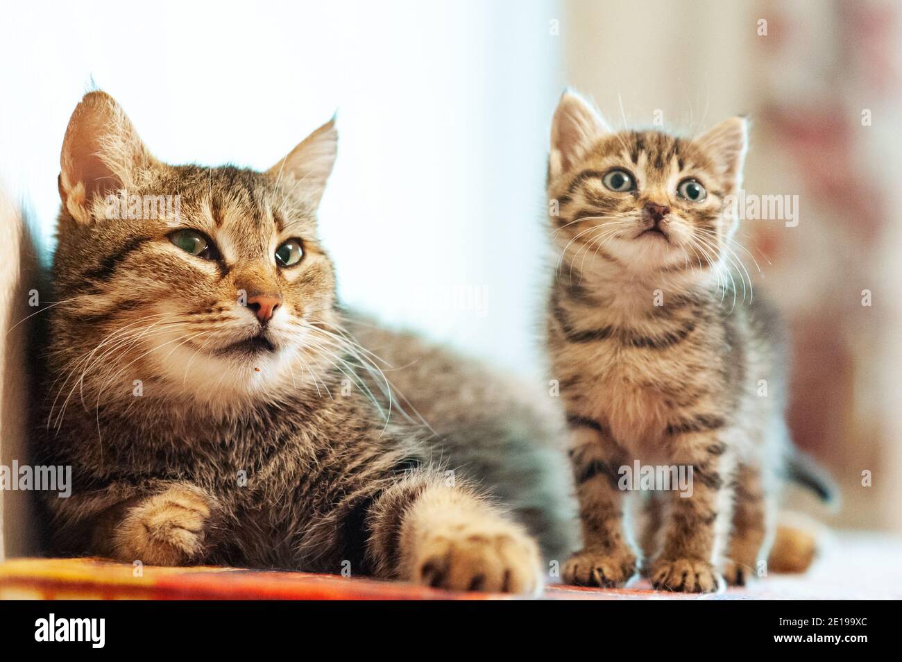 Little kitten with mom. Tabby cat baby Stock Photo Alamy