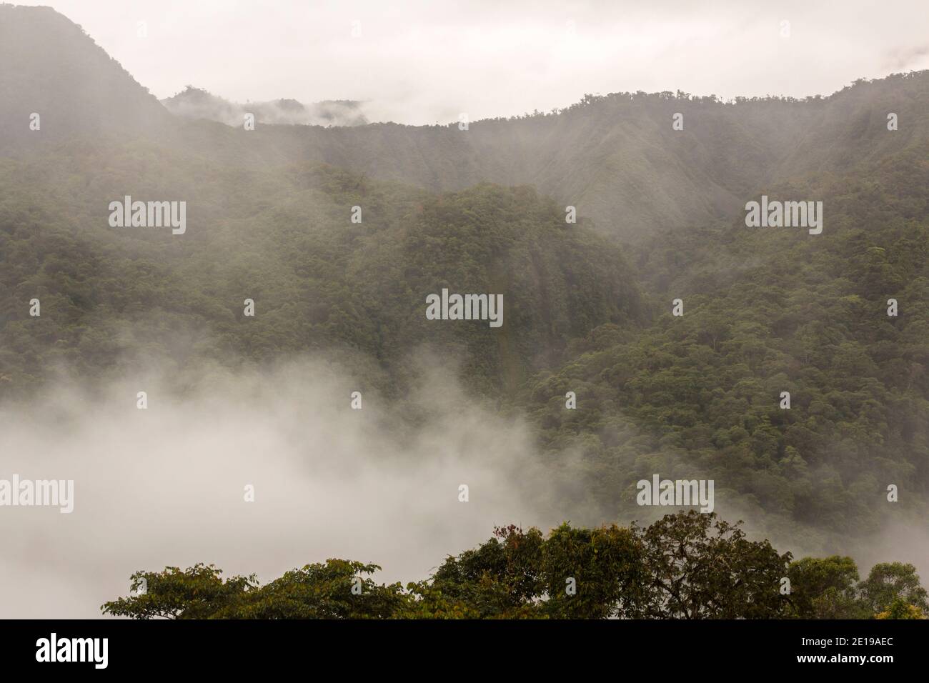 Mist rising from primary montane rainforest in the Rio Quijos Valley