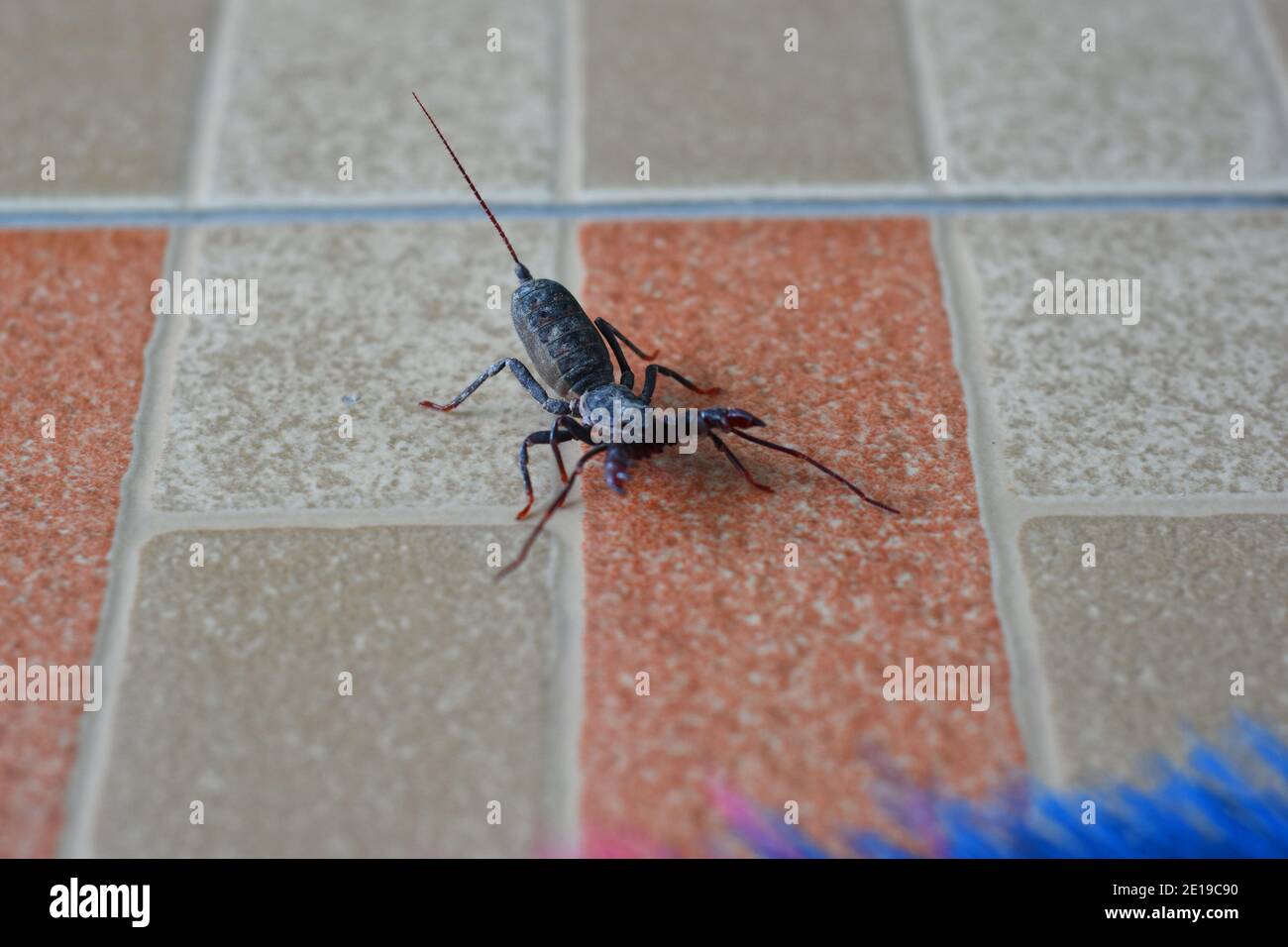 whip scorpion crawling on floor tiles Stock Photo