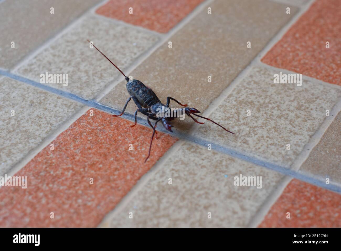 whip scorpion crawling on floor tiles Stock Photo