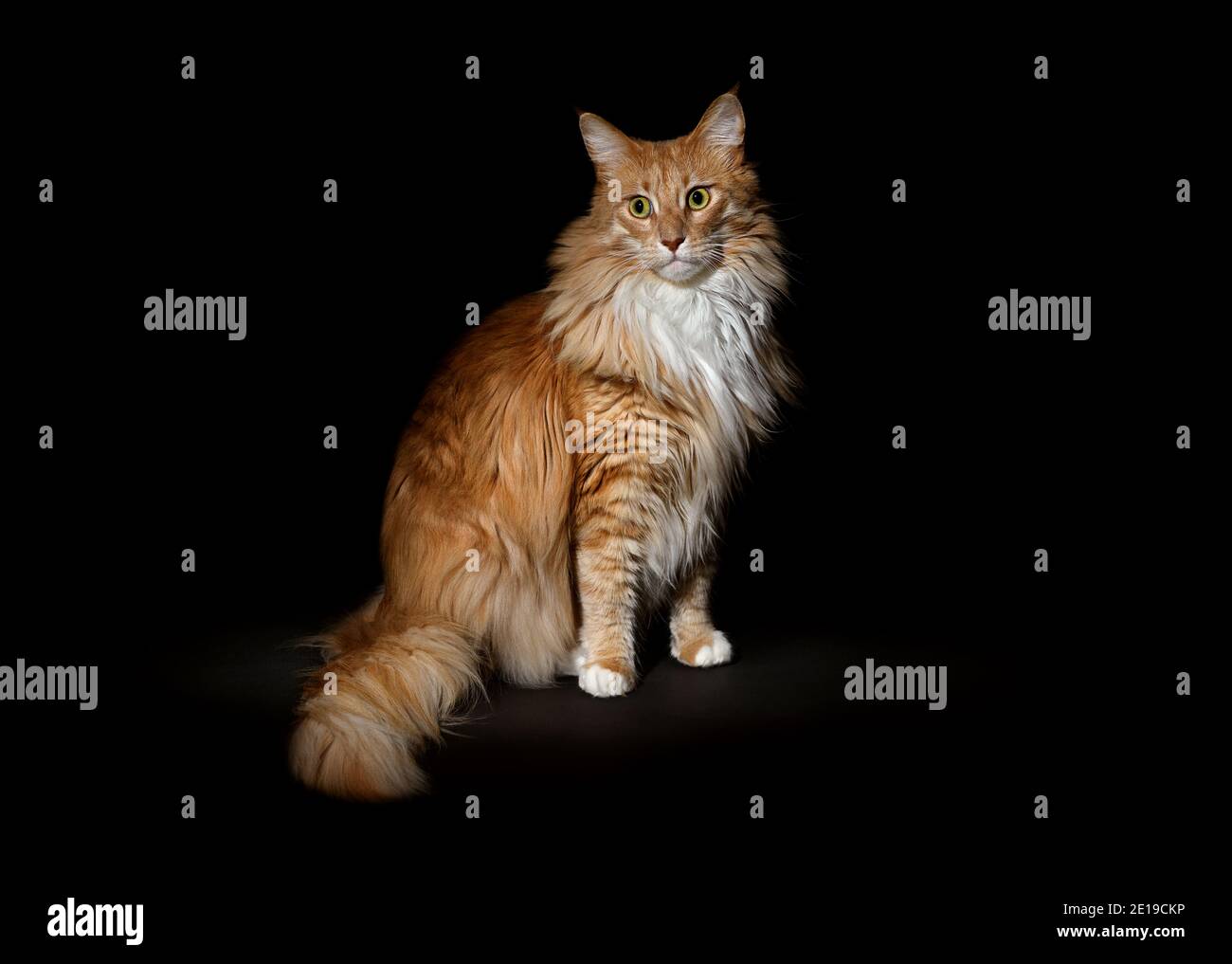 Catfluff Fluffy Maine Coon cat Stock Photo - Alamy
