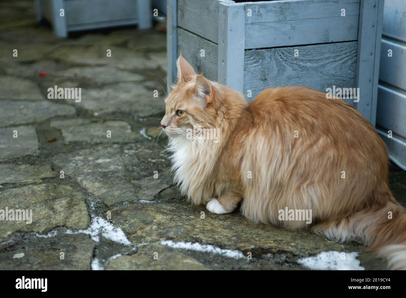 Catfluff Fluffy Maine Coon cat Stock Photo - Alamy