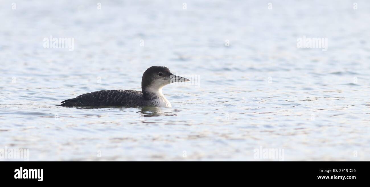 Great Northern Diver bringing a gathering of birders to Pitsford Res since Christmas Stock Photo