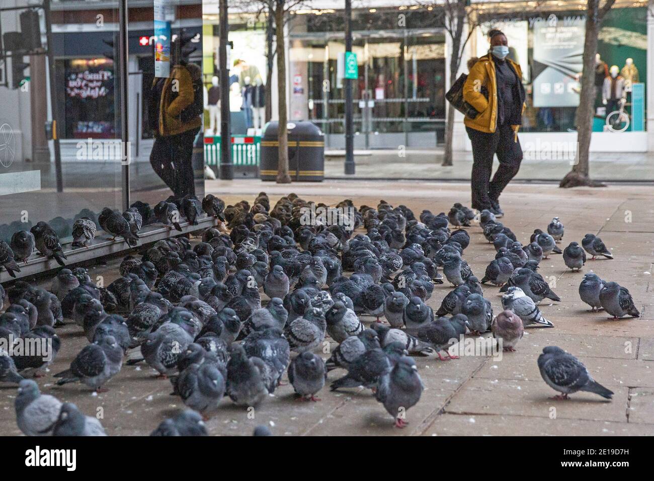 A masked woman walks past a flock of pigeons on Central London’s Oxford Street on the morning of the 5th of January 2021 as the National lockdown take Stock Photo