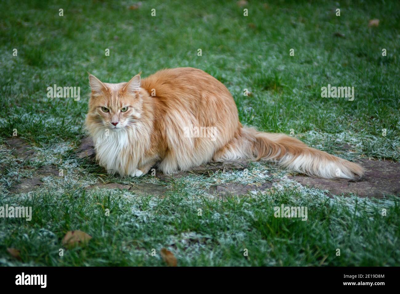 Catfluff Fluffy Maine Coon cat Stock Photo - Alamy