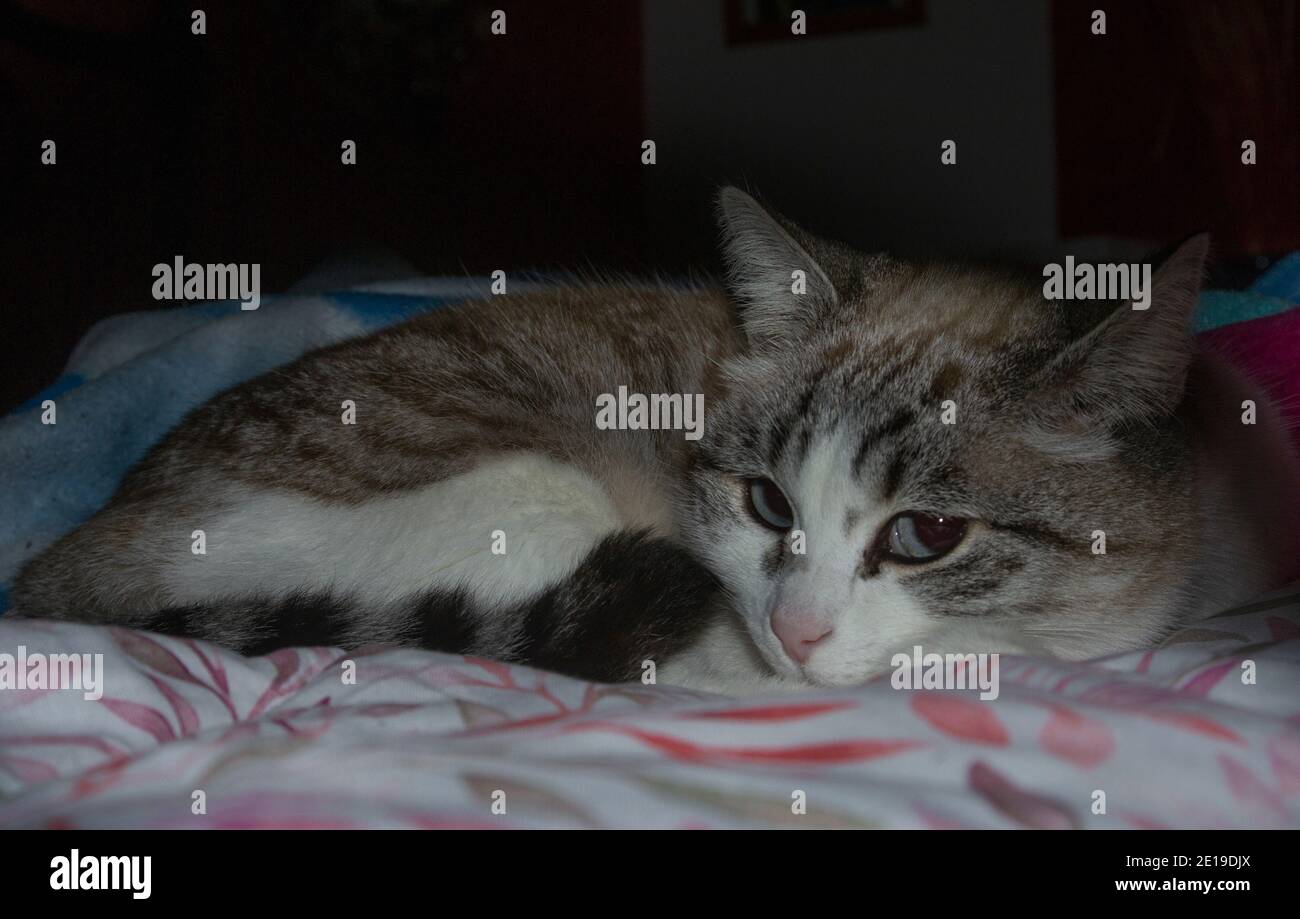 closeup portrait of a striped cat relaxing on a bed Stock Photo