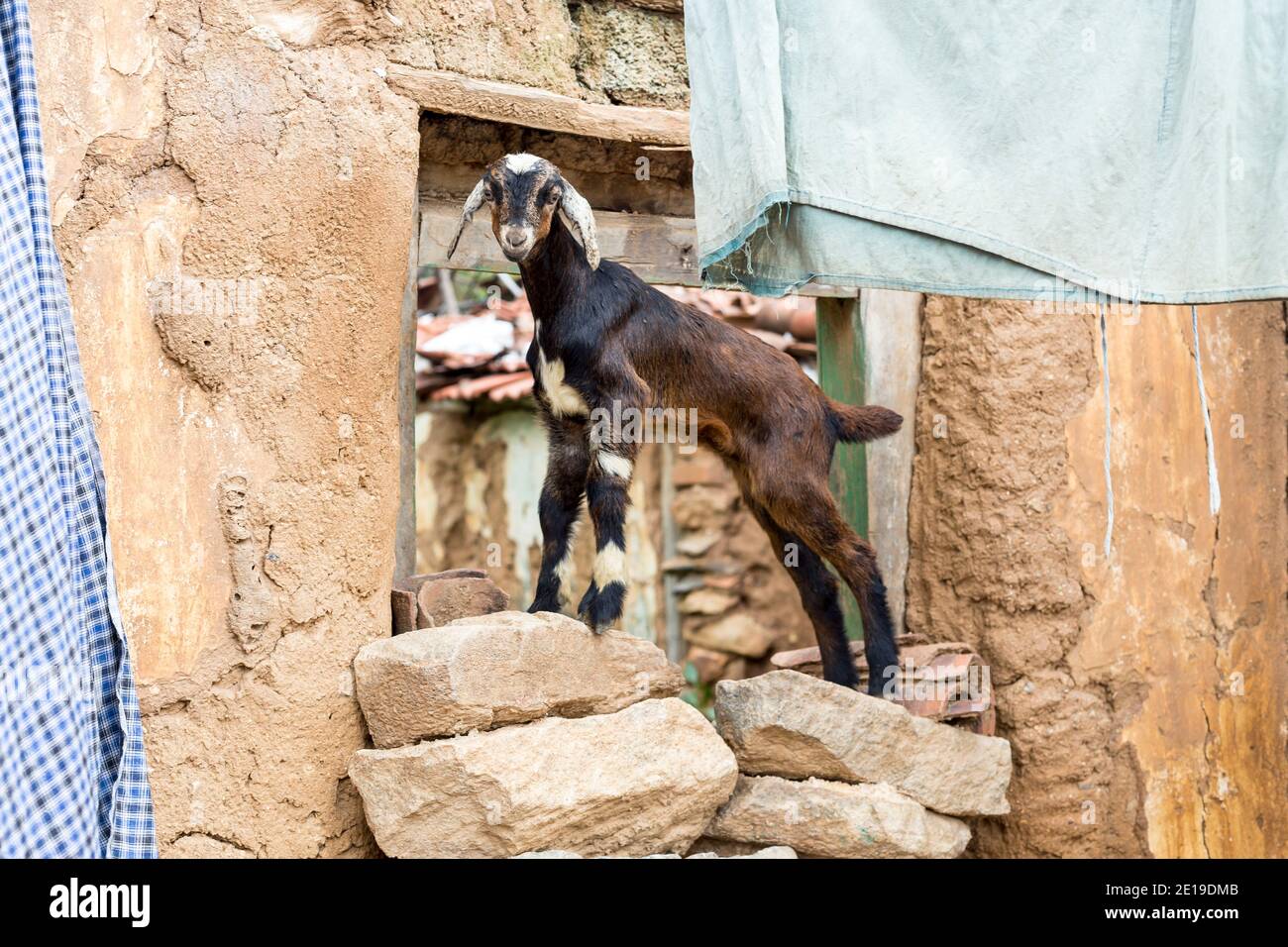 Cute baby goat playing on the cottage’s walls of the remote village of ...
