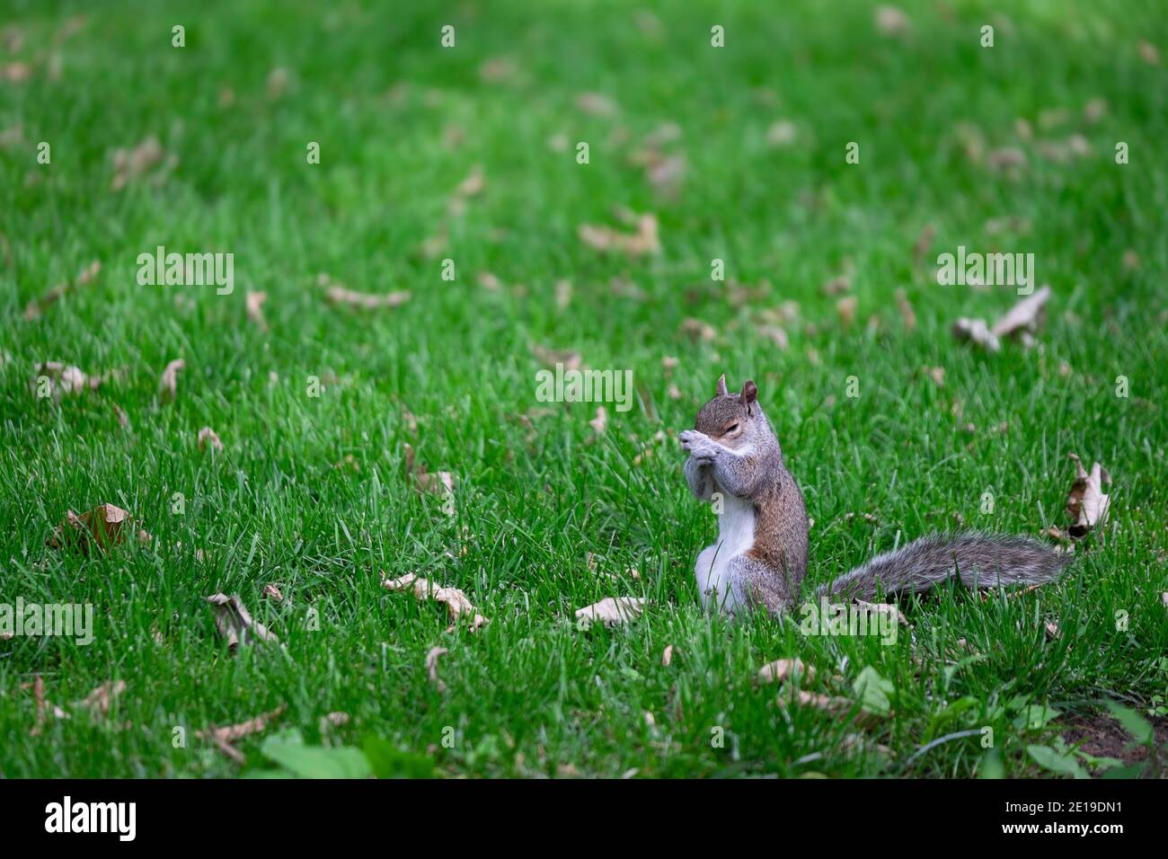 Squirrel sits upright in the grass and rubs his nose with both front legs. There are many leaves in the grass Stock Photo