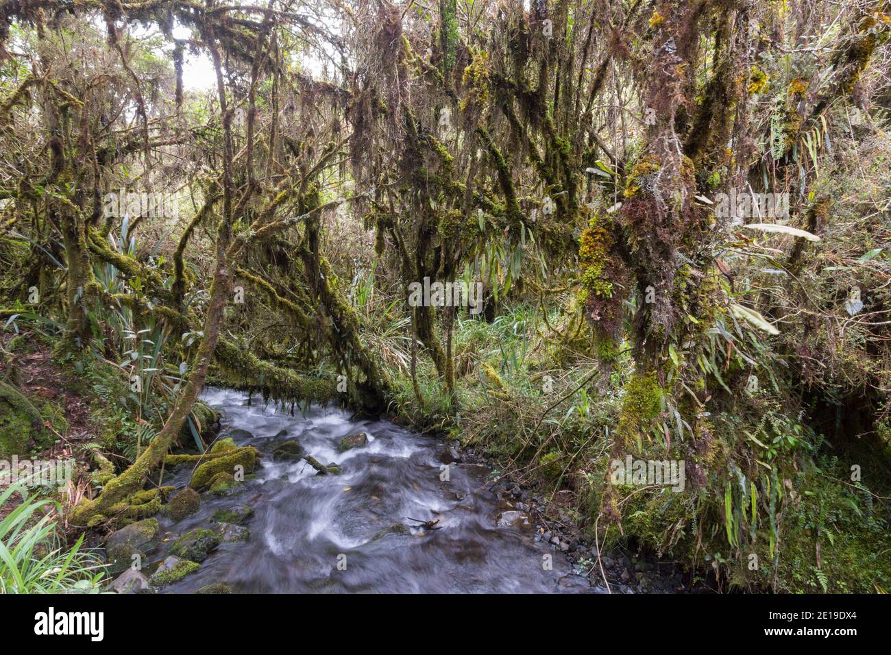Elfin woodland or high altitude tropical dwarf forest at 4,500m