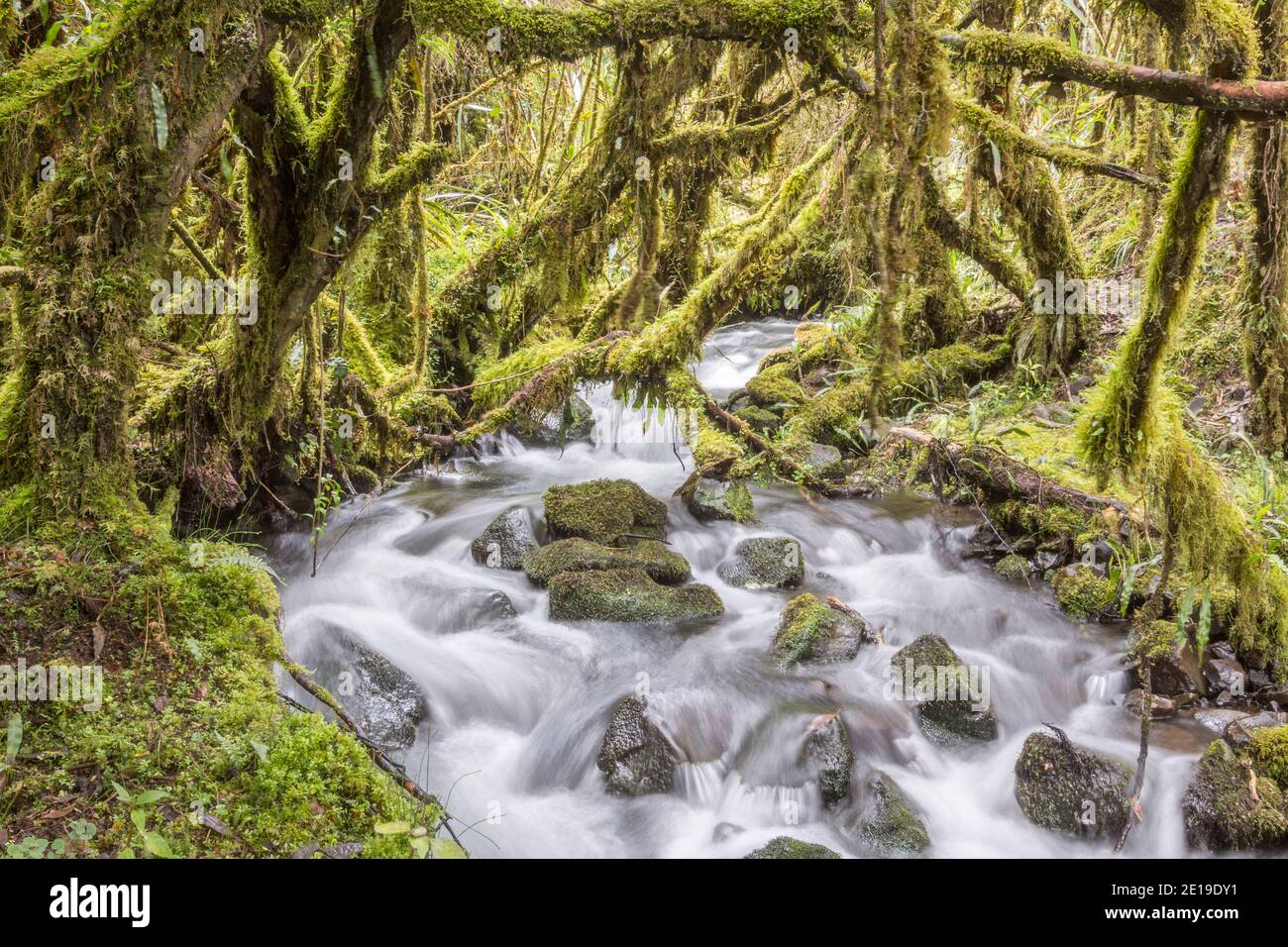Elfin woodland or high altitude tropical dwarf forest at 4,500m altitude, near Papallacta, Ecuador. Stock Photo
