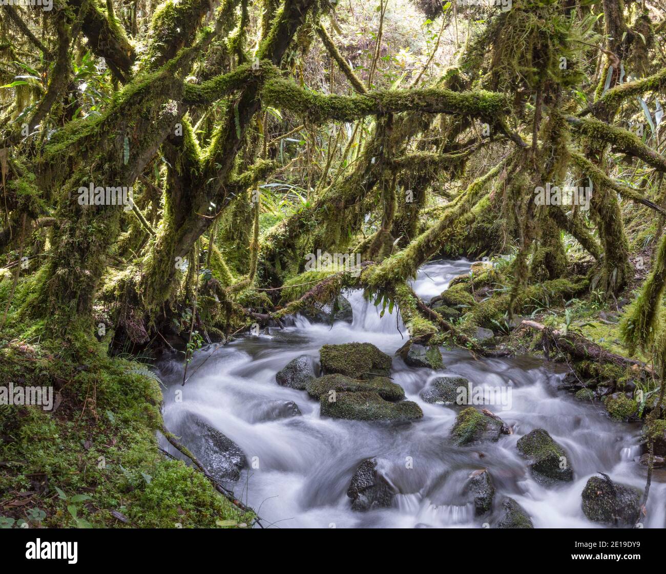 Elfin woodland or high altitude tropical dwarf forest at 4,500m