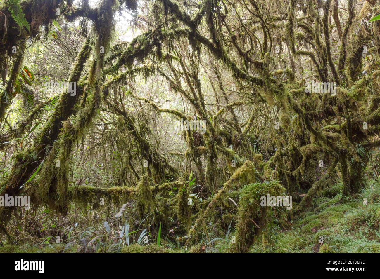 Elfin woodland or high altitude tropical dwarf forest at 4,500m altitude, near Papallacta, Ecuador. Stock Photo