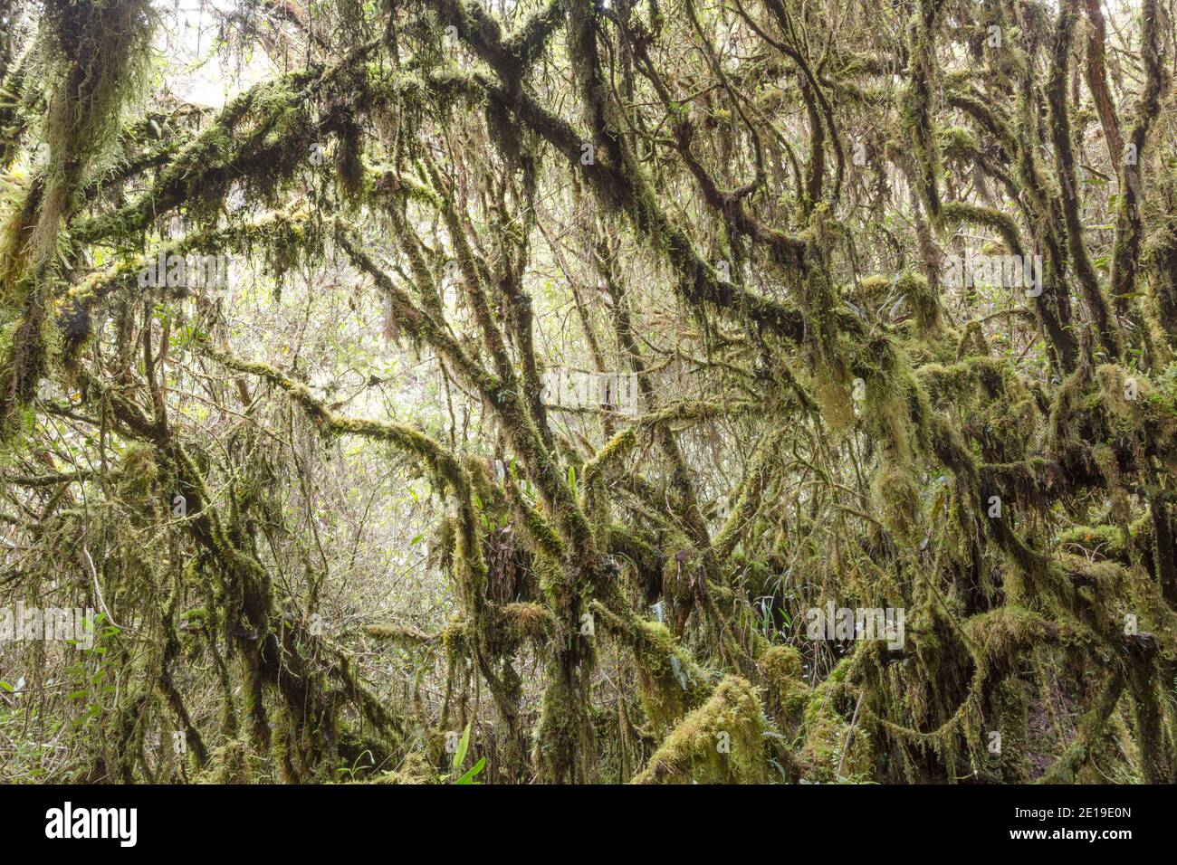 Elfin woodland or high altitude tropical dwarf forest at 4,500m