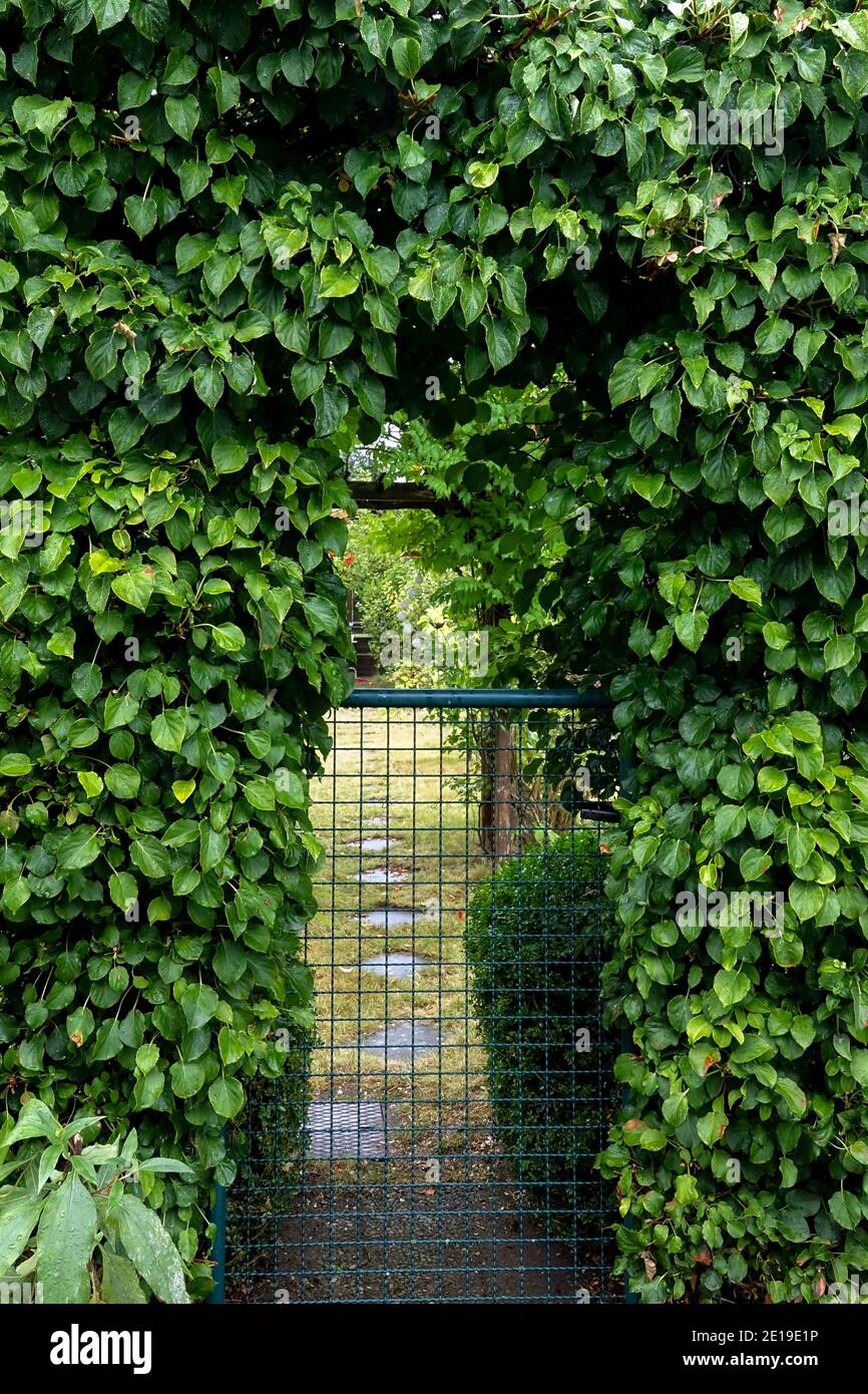 Ivy Hedera helix growing above garden door arch Stock Photo