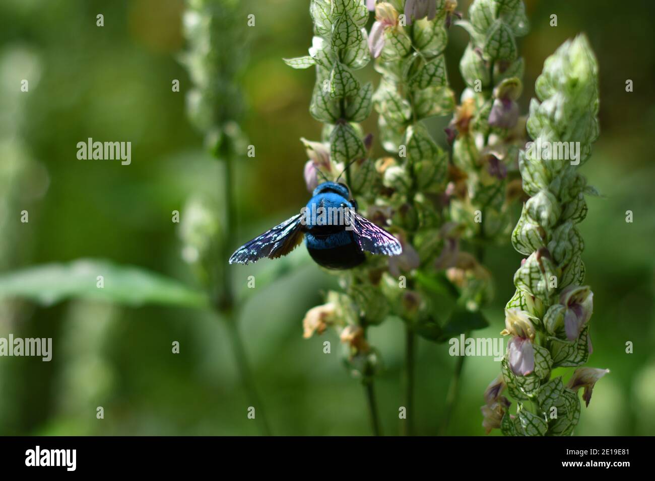 Blue carpenter bee hovering near flowering plant. Xylocopa caerulea. Stock Photo