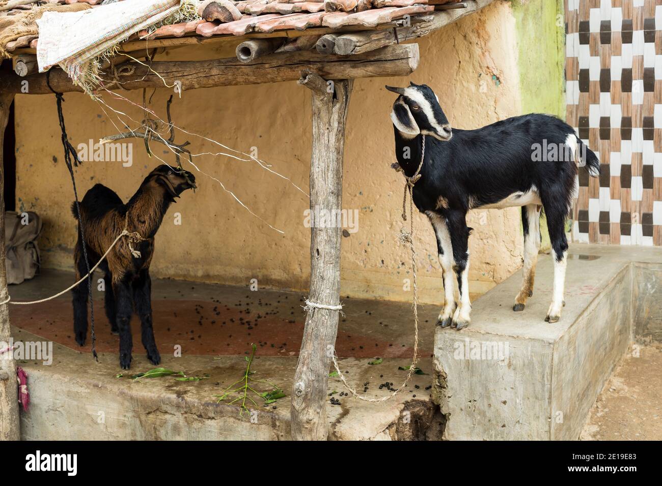 Two goats playing on the porch house of the remote village of Anchetty ...