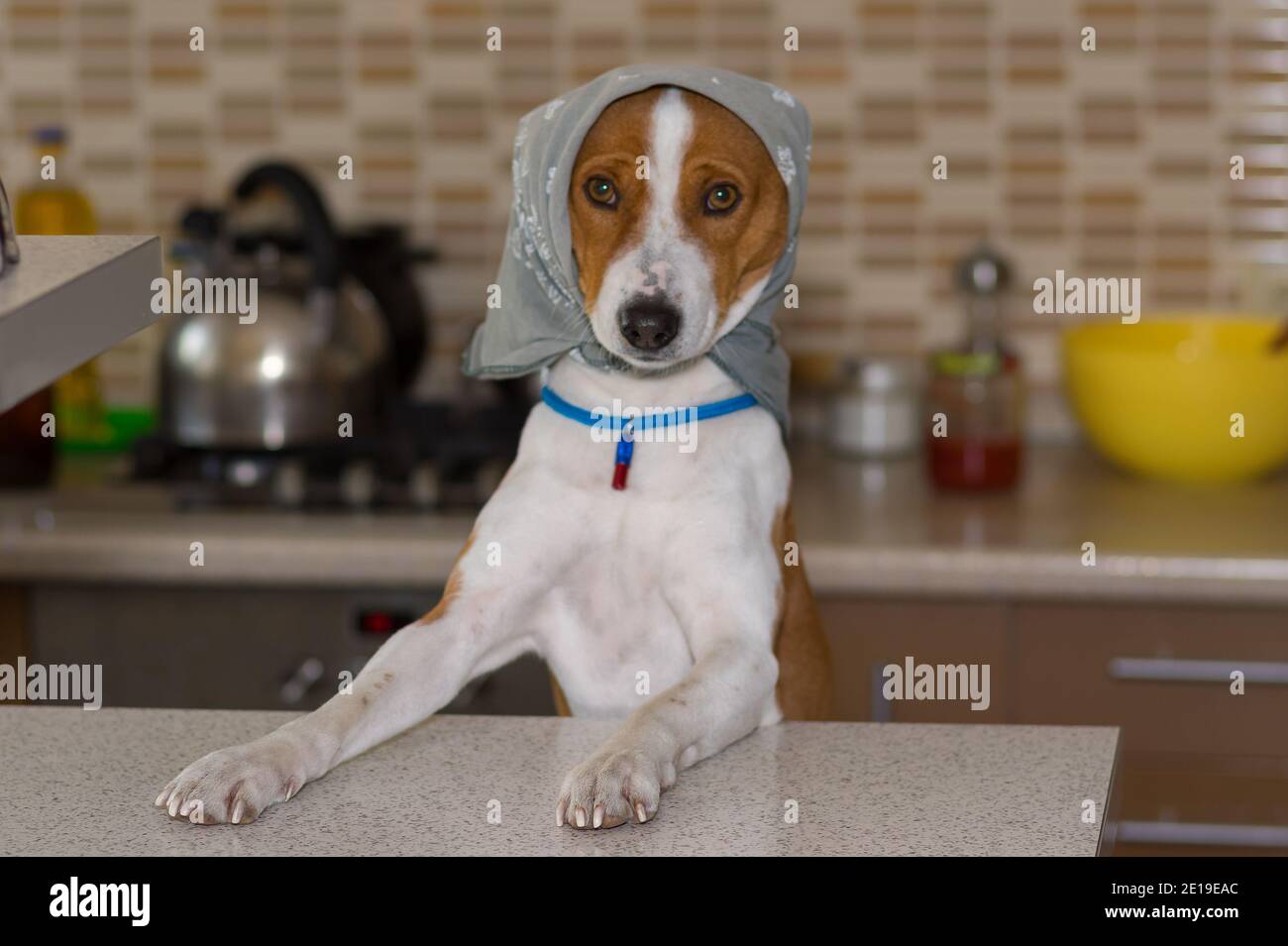 Resourceful basenji dog dressed up like a mistress female wearing kerchief reached to table for to find anything tasty Stock Photo