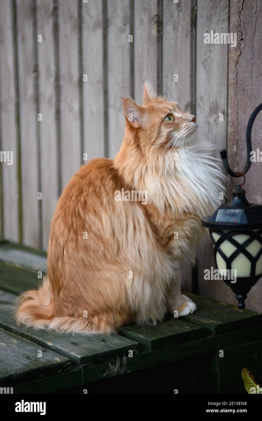Catfluff Fluffy Maine Coon cat Stock Photo - Alamy