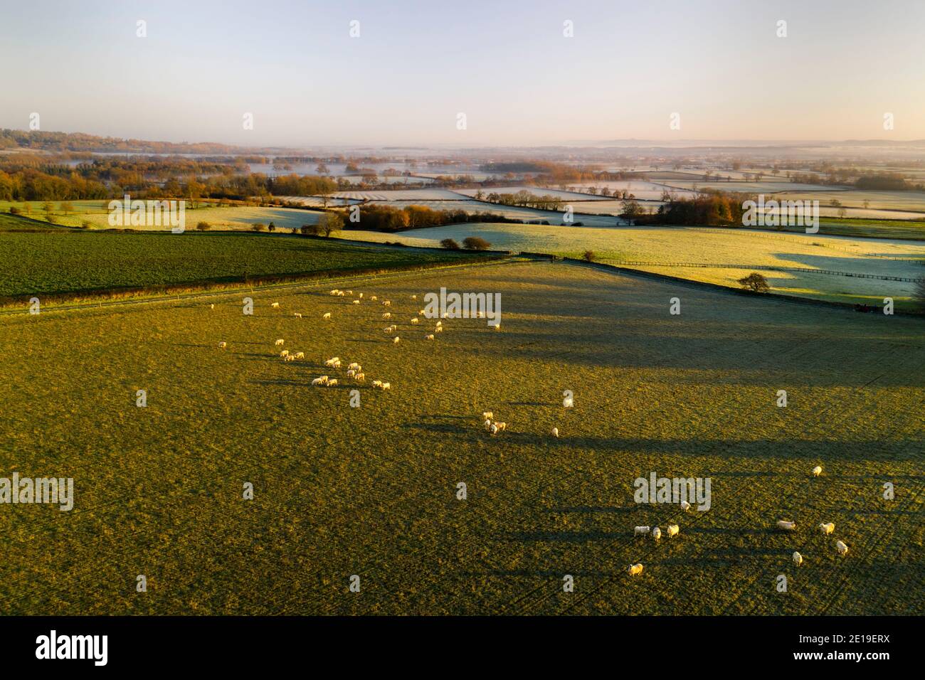 Aerial drone photo of Sheep in fields on a farm in rural countryside farmland scenery, with green fields and autumn trees in English landscape in The Cotswolds at sunrise, Gloucestershire, England, UK Stock Photo