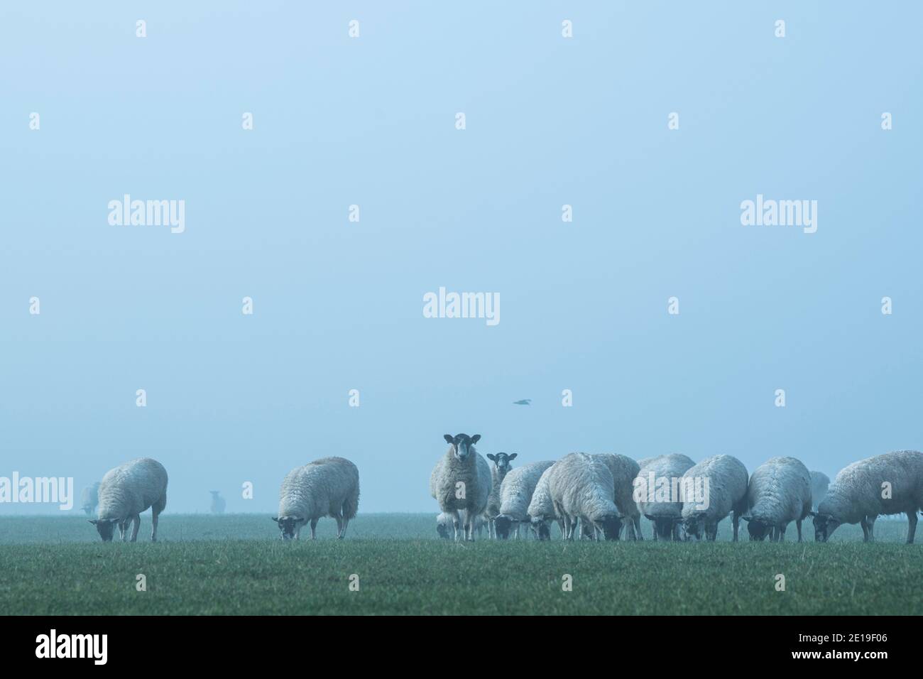 Flock of sheep in a green field, farm animals in rural countryside scene on a farm in agricultural farmland in thick mist and fog, typical English agriculture scenery landscape scenery, England, UK Flock of sheep in a green field, farm animals in rural countryside scene on a farm in agricultural farmland in thick mist and fog, typical English agriculture scenery landscape scenery, England, UK