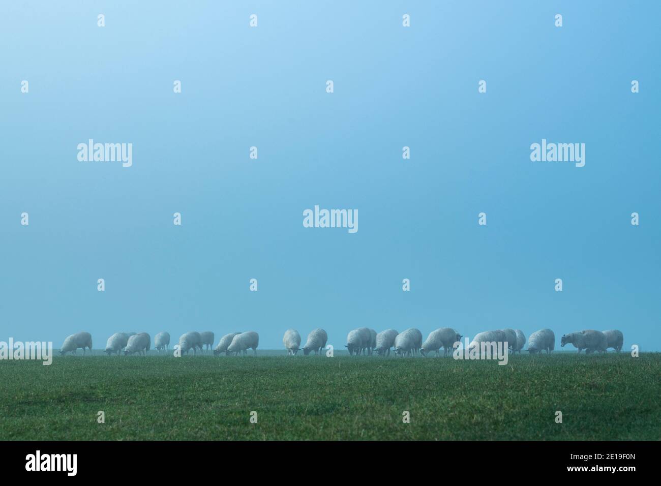 Flock of sheep in a green field, farm animals in rural countryside ...