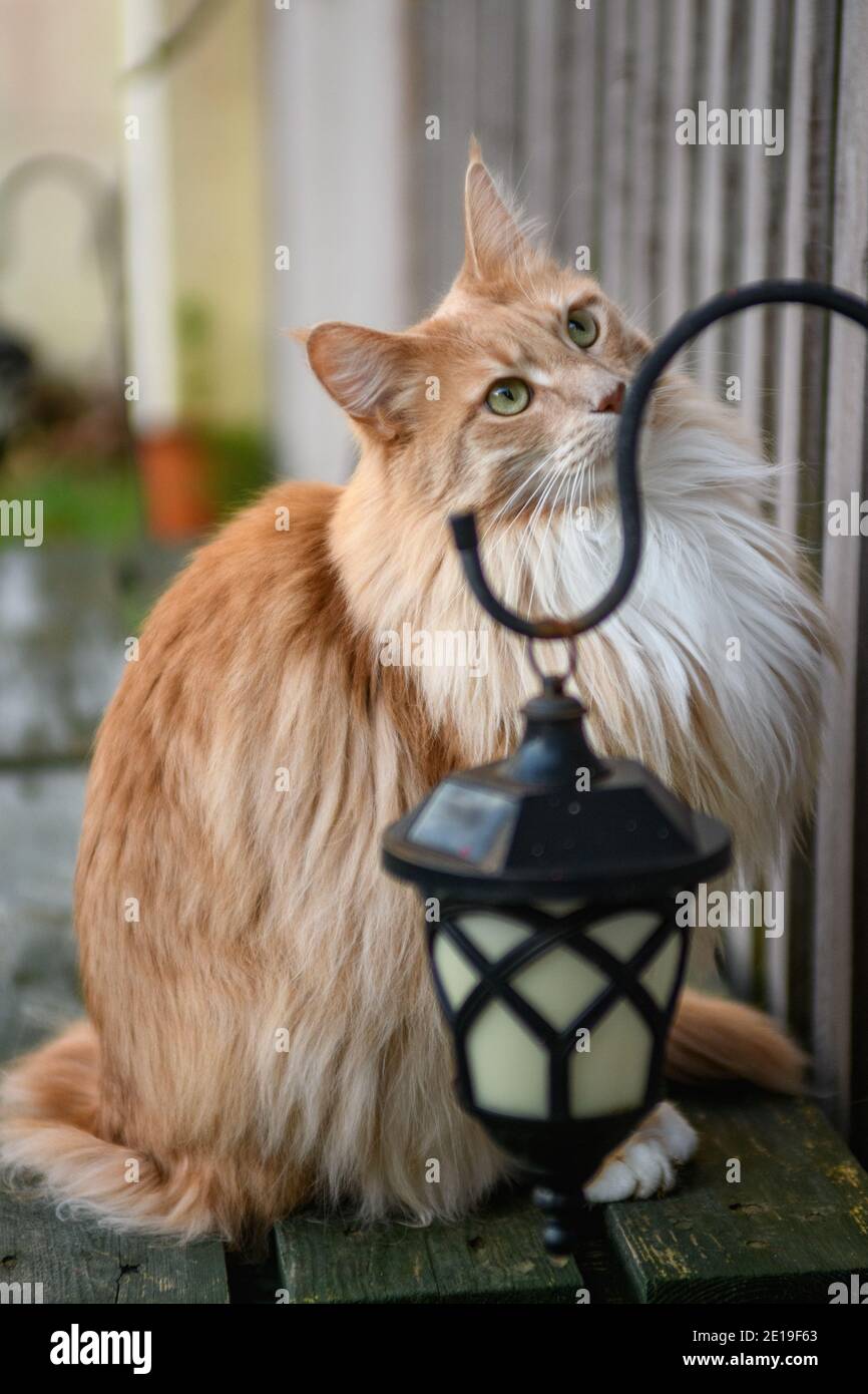 Catfluff Fluffy Maine Coon cat Stock Photo - Alamy