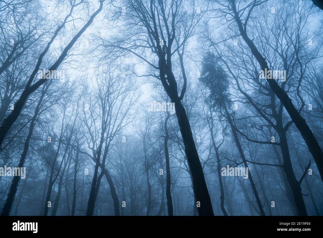 Download Beautiful nature scene, with tall trees and water from a river |  Wallpapers.com, image size:1300x956