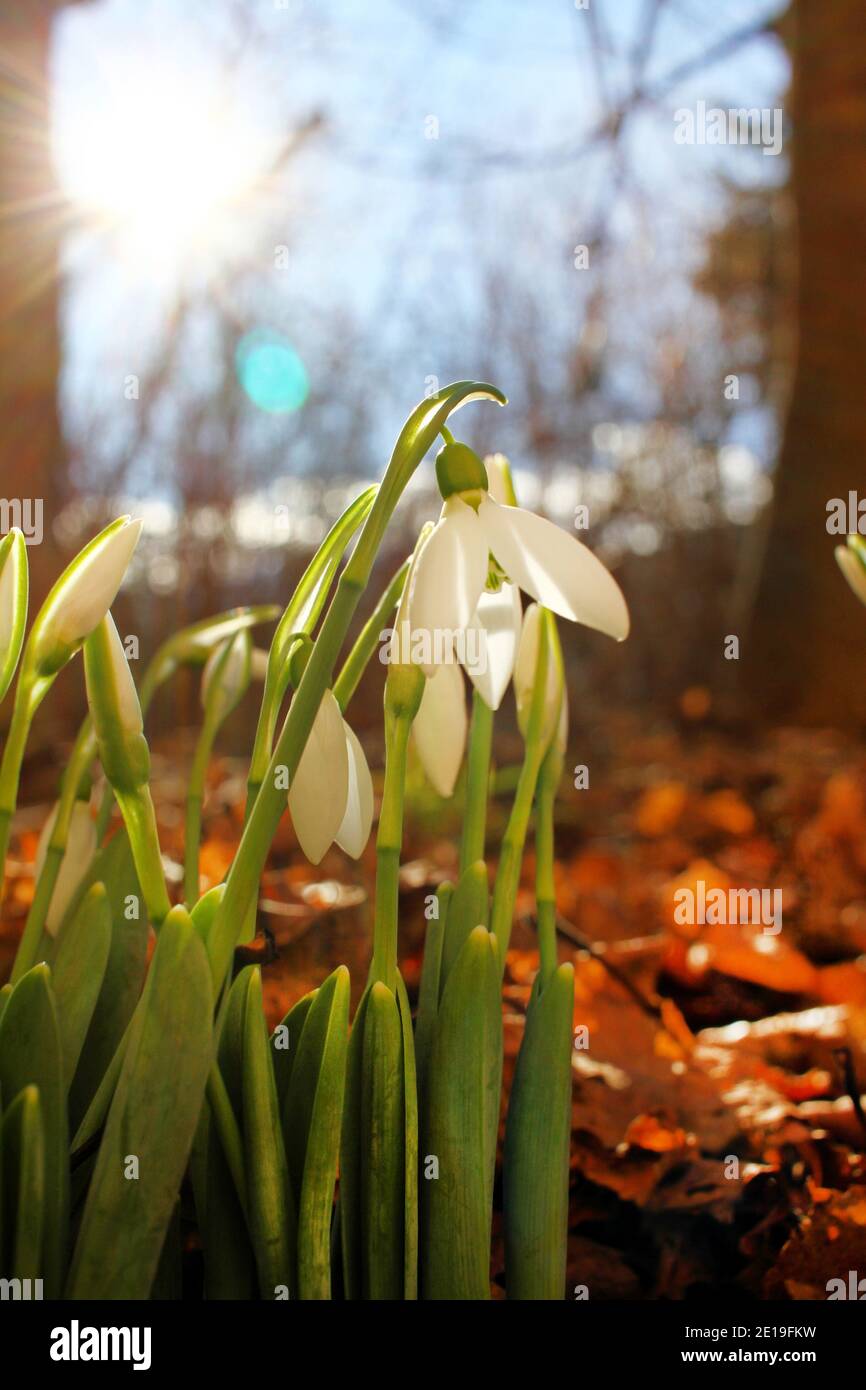 Snowdrops or Galanthus nivalis on sunlight. Art photo of Snowdrop spring flowers pattern. Stock Photo