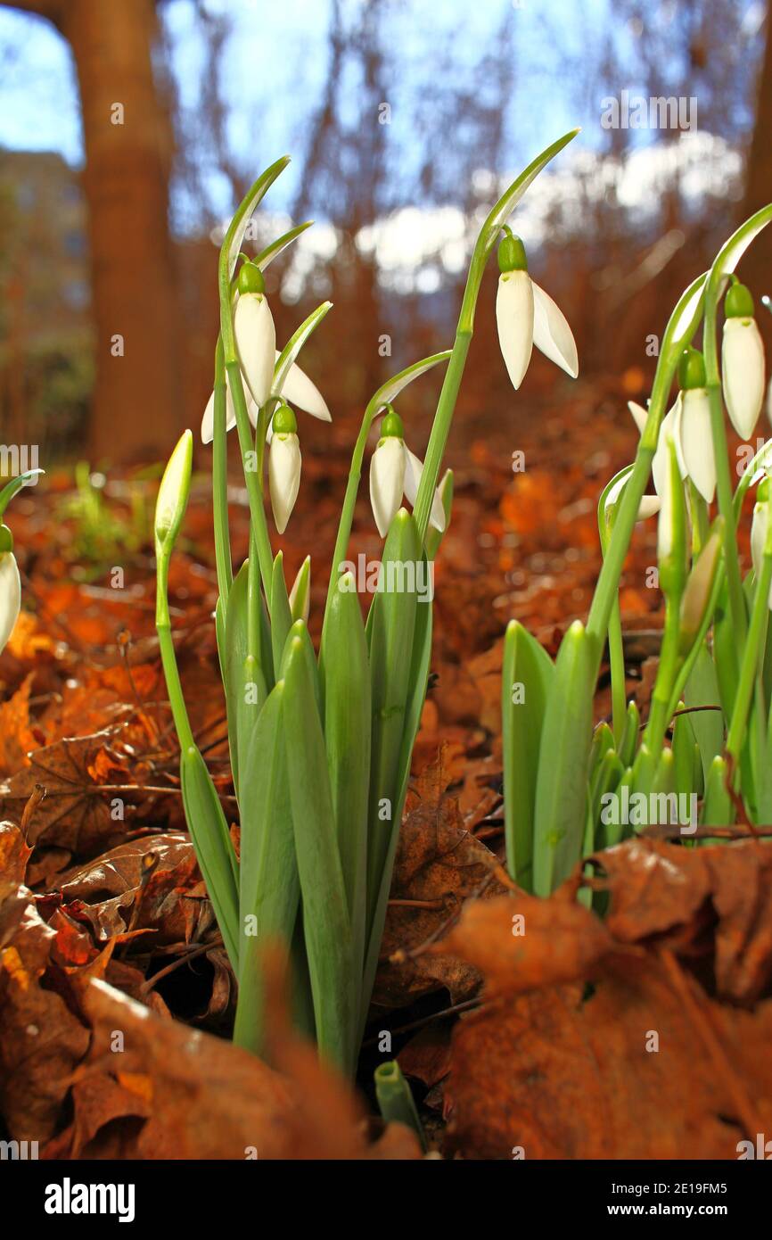 Snowdrops or Galanthus nivalis on sunlight. Snowdrop spring flowers pattern. Stock Photo