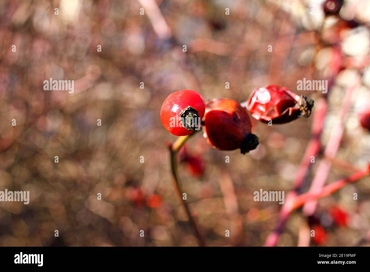 Rose hip seeds tea hi-res stock photography and images - Alamy
